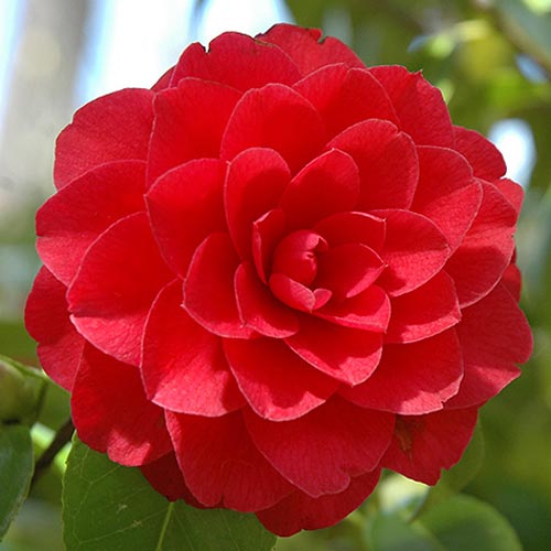 Kamélie japonská červená obrázek 1 artikel 76649