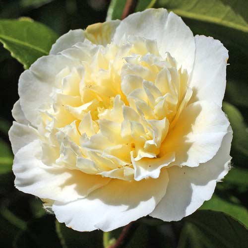 Kamélie japonská žlutá obrázek 1 artikel 76647