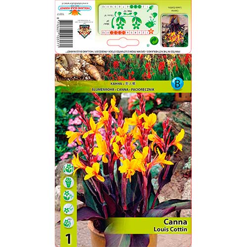 Kana Louis Cottin obrázek 1 artikel 76196