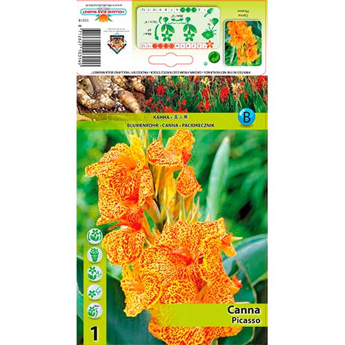 Kana Picasso obrázek 1 artikel 76198