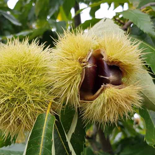 Kaštanovník Melivoias, С2 artikel fotografie 1 Kaštanovník Melivoias, С2 obrázek 1 artikel 4860