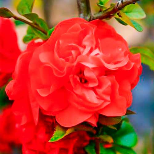 Kdoule japonská Orange Storm obrázek 1 artikel 5591