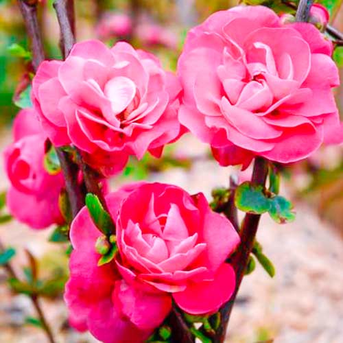 Kdoule japonská Pink Storm obrázek 1 artikel 5592