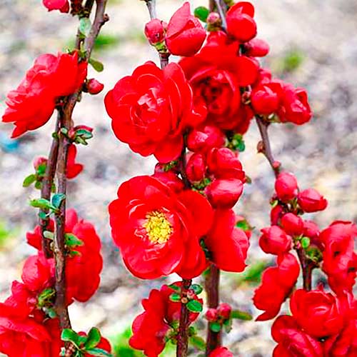 Kdoule japonská Scarlet Storm obrázek 1 artikel 5593