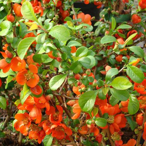 Kdouloň japonský Clementine obrázek 1 artikel 9288