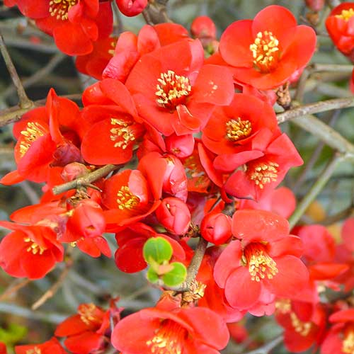 Kdouloň japonský Crimson And Gold obrázek 1 artikel 9202