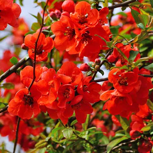 Kdouloň japonský Nicoline obrázek 1 artikel 4706