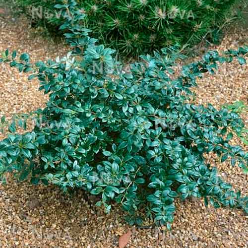 Kdouloň japonský Parkjuweel obrázek 1 artikel 4707