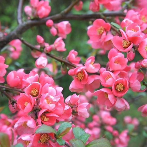 Kdouloň japonský Pink Queen obrázek 1 artikel 9289