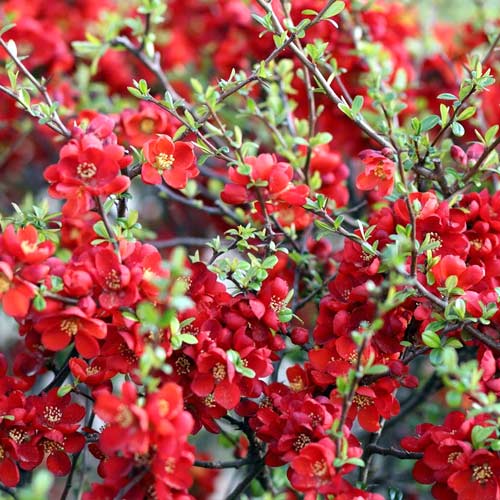 Kdouloň japonský Sargentii, P9 obrázek 1 artikel 1576