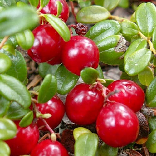 Klikva velkoplodá Howes obrázek 1 artikel 4699