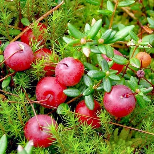 Klikva velkoplodá Mcfarlin obrázek 1 artikel 4700