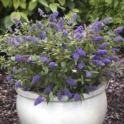 Komule Blue Chip Jr PBR, C3 obrázek 1 artikel 8511