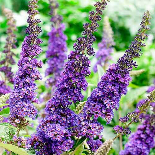 Komule Davidova African Quenn obrázek 1 artikel 4714