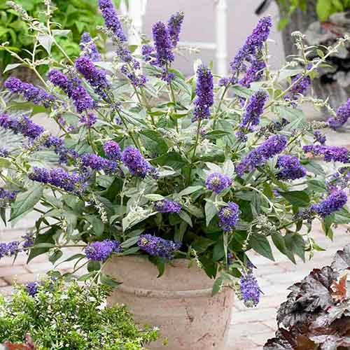 Komule Davidova Blue Chip obrázek 1 artikel 4715