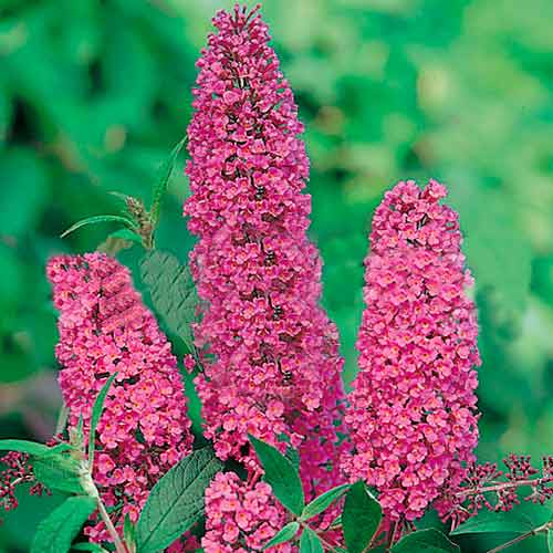 Komule Davidova Ille De France obrázek 1 artikel 9007