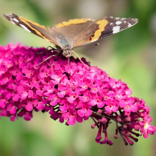 Komule Davidova Royal Red, P9 obrázek 1 artikel 9011