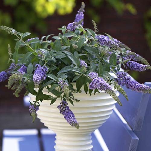 Komule Lilac Chip PBR, C3 obrázek 1 artikel 8513