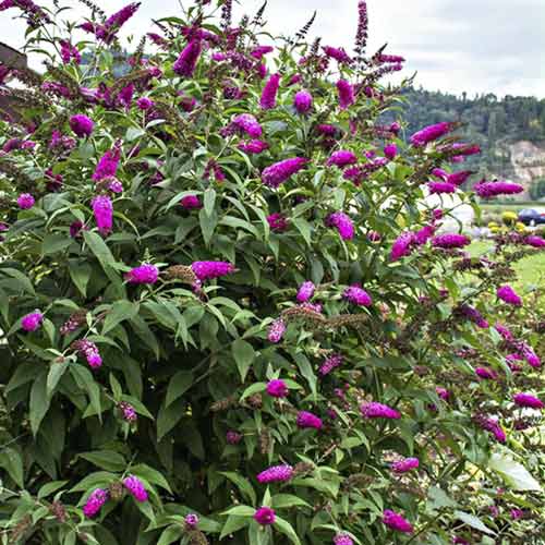 Komule Miss Ruby PBR, C3 obrázek 1 artikel 8514