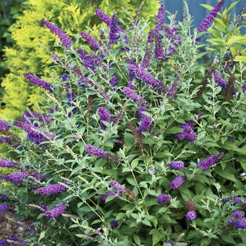 Komule Miss Violet PBR, C3 obrázek 1 artikel 8515