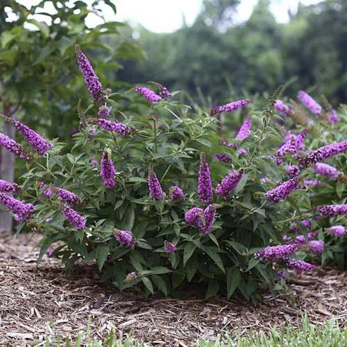 Komule Pink Micro Chip PBR, C3 artikel fotografie 1 Komule Pink Micro Chip PBR, C3 obrázek 1 artikel 8516