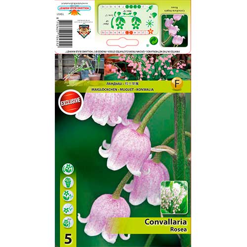 Konvalinka vonná Rosea obrázek 1 artikel 76201