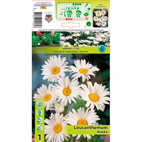 Kopretina Alaaska artikel fotografie 1 Kopretina Alaaska obrázek 1 artikel 76612