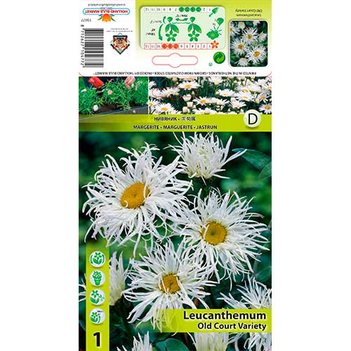 Kopretina Old Court Variety obrázek 1 artikel 76613