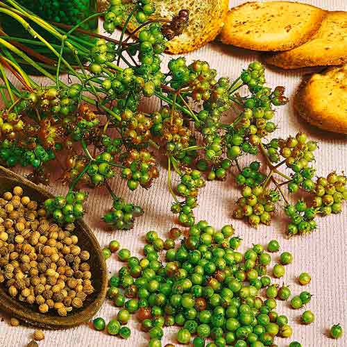 Koriandr setý Marino artikel fotografie 1 Koriandr setý Marino obrázek 1 artikel 96596