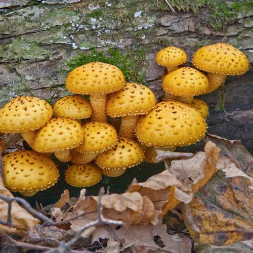 Korýši Nameko obrázek 1 artikel 96884