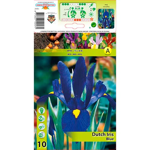 Kosatec holandský Blue obrázek 1 artikel 76227