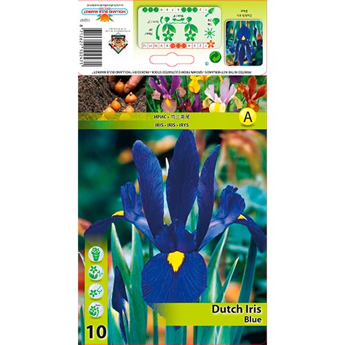 Kosatec holandský Blue artikel fotografie 1 Kosatec holandský Blue obrázek 1 artikel 67602