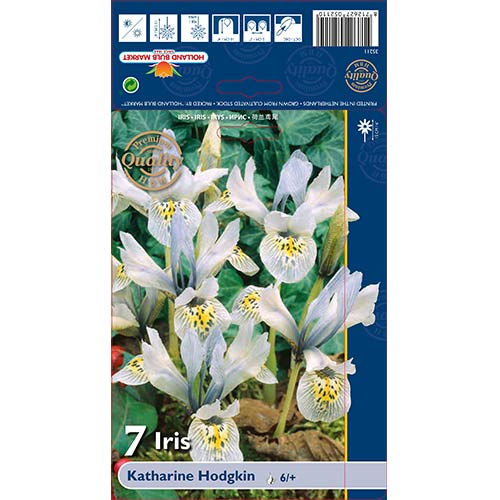 Kosatec Katharine Hodgkin obrázek 1 artikel 70226