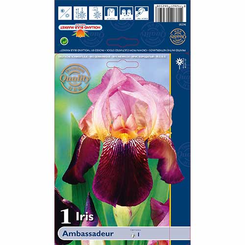 Kosatec německý Ambassadeur artikel fotografie 1 Kosatec německý Ambassadeur obrázek 1 artikel 76105