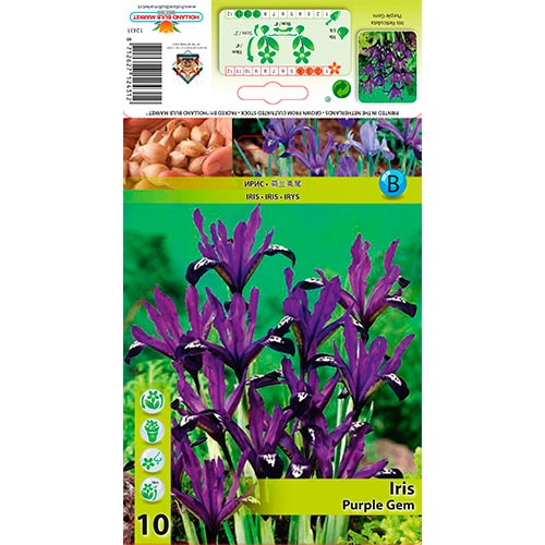Kosatec Purple Gem artikel fotografie 1 Kosatec Purple Gem obrázek 1 artikel 67382