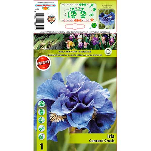 Kosatec sibiřský Concord Cruch obrázek 1 artikel 76286