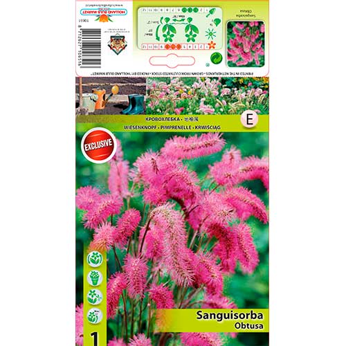 Krvavec úzkolistý obrázek 1 artikel 76362