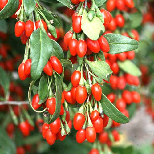 Kustovnice cizí obrázek 1 artikel 77817