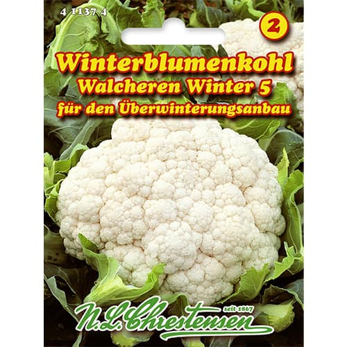 Květák Walcheren Winter 5 obrázek 1 artikel 86026