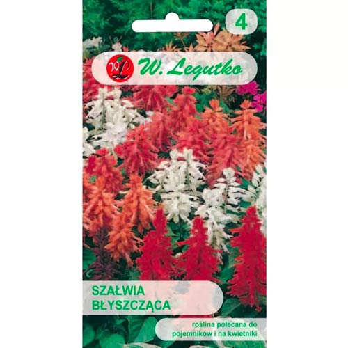 Lesklá šalvěj, promíchejte obrázek 1 artikel 78592