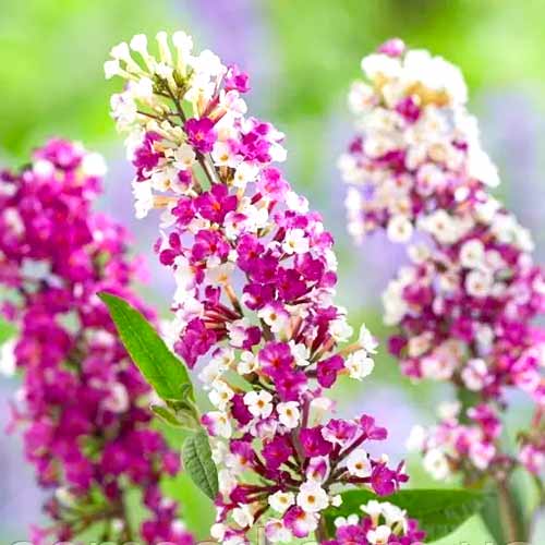 Letní šeřík Berries-Cream obrázek 1 artikel 77802