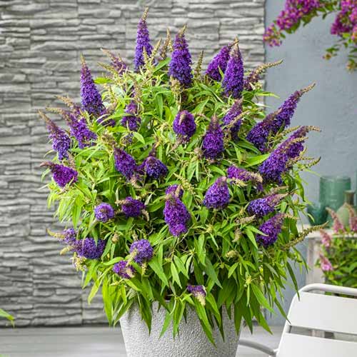 Letní šeřík Little Purple obrázek 1 artikel 77803