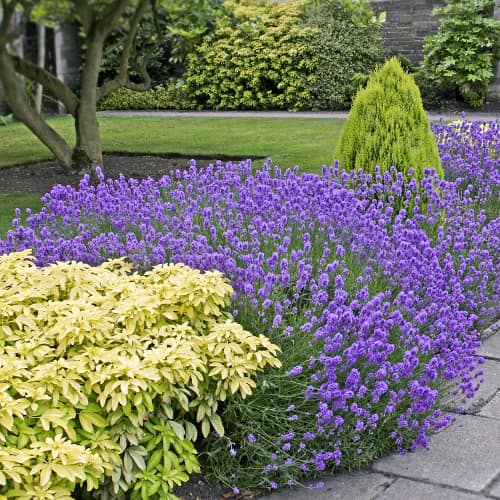 Levandule úzkolistá Dwarf Blue, P9 artikel fotografie 1 Levandule úzkolistá Dwarf Blue, P9 obrázek 1 artikel 9069