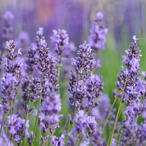 Levandule úzkolistá Sensational, P9 obrázek 1 artikel 1597