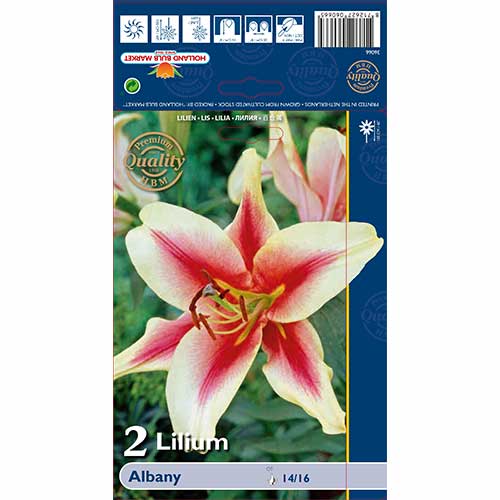 Lilie Albany obrázek 1 artikel 70232
