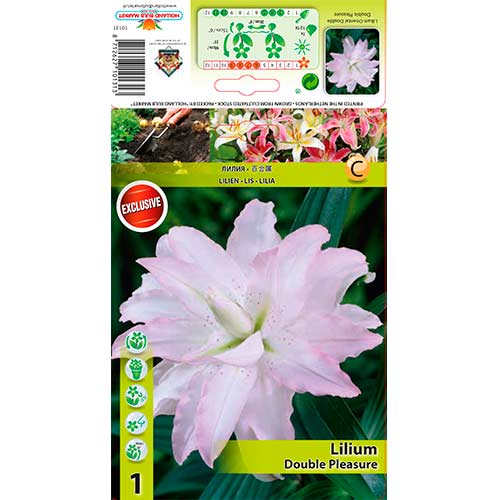 Lilie asijská Double Pleasure obrázek 1 artikel 76306