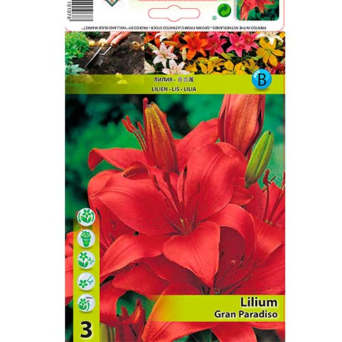 Lilie Gran Paradiso obrázek 1 artikel 76467