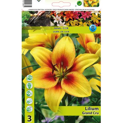Lilie Grand Cru obrázek 1 artikel 76468