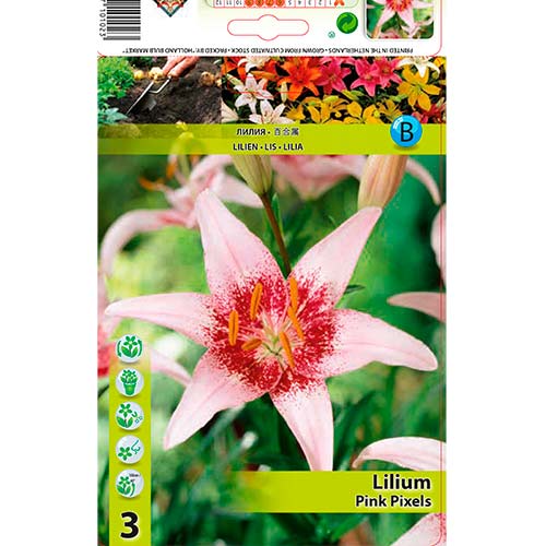 Lilie Pink Pixels obrázek 1 artikel 76605