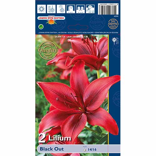 Lilie Black Out obrázek 1 artikel 67387